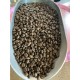 Café Dominicain Barahona Saint Domingue
